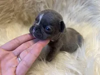 Runt, a male French Bulldog for sale in Warrenton, MO – Photo 1 of 7