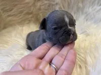 Runt, a male French Bulldog for sale in Warrenton, MO – Photo 4 of 7