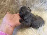 Runt, a male French Bulldog for sale in Warrenton, MO – Photo 5 of 7