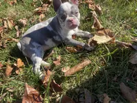 Lilac Dolly, a female French Bulldog for sale in Warrenton, MO – Photo 4 of 10