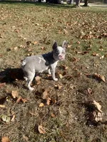Lilac Dolly, a female French Bulldog for sale in Warrenton, MO – Photo 3 of 10