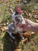 Lilac Dolly, a female French Bulldog for sale in Warrenton, MO – Photo 2 of 10