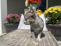 Lilac Dolly, a female French Bulldog for sale in Warrenton, MO – Photo 9 of 10