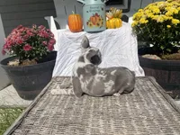 Lilac Dolly, a female French Bulldog for sale in Warrenton, MO – Photo 10 of 10