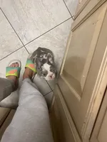 Lilac Dolly, a female French Bulldog for sale in Warrenton, MO – Photo 5 of 10