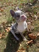 Lilac Dolly, a female French Bulldog for sale in Warrenton, MO – Photo 1 of 10