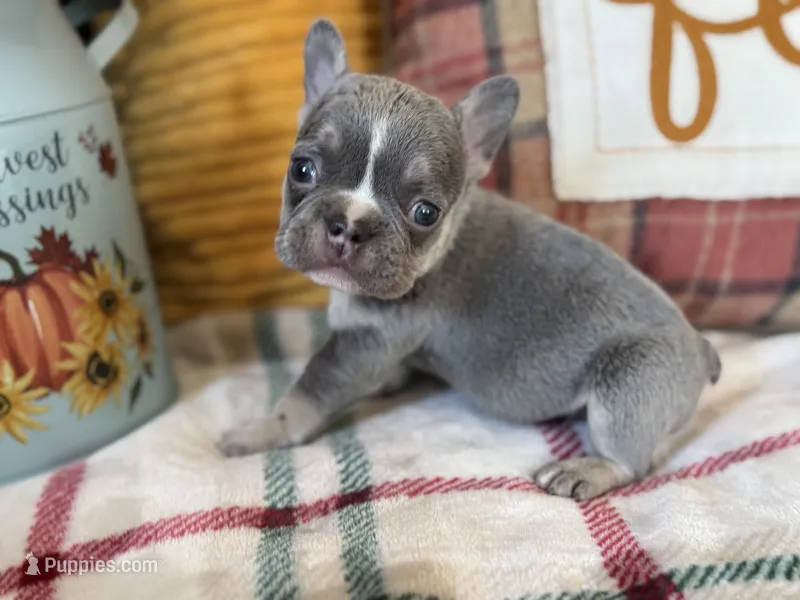 Charlie – French Bulldog puppy for sale in Warrenton, MO