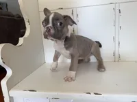 Toby, a male French Bulldog for sale in Warrenton, MO – Photo 2 of 10