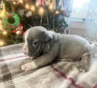 Toby, a male French Bulldog for sale in Warrenton, MO – Photo 8 of 10