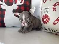 Toby, a male French Bulldog for sale in Warrenton, MO – Photo 3 of 10