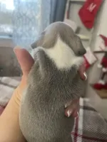 Toby, a male French Bulldog for sale in Warrenton, MO – Photo 10 of 10