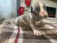 Toby, a male French Bulldog for sale in Warrenton, MO – Photo 5 of 10