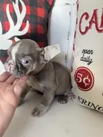 Toby, a male French Bulldog for sale in Warrenton, MO – Photo 4 of 10