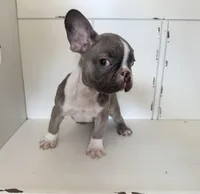 Toby, a male French Bulldog for sale in Warrenton, MO – Photo 1 of 10