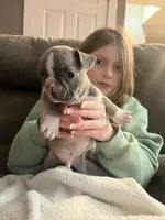 Toby, a male French Bulldog for sale in Warrenton, MO – Photo 6 of 10