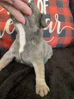 Rockstar (Rdy Jan 19th), a male French Bulldog for sale in Warrenton, MO – Photo 10 of 10