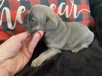 Rockstar (Rdy Jan 19th), a male French Bulldog for sale in Warrenton, MO – Photo 3 of 10