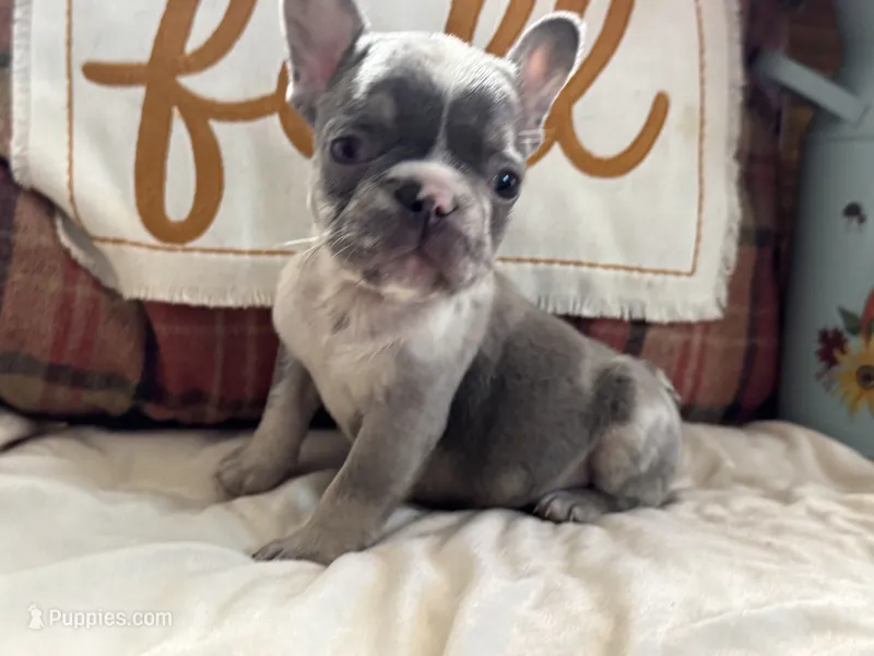 Pumpkin – French Bulldog puppy for sale in Warrenton, MO