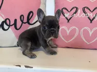 Elliott , a male French Bulldog for sale in Warrenton, MO – Photo 4 of 7