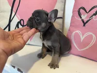 Elliott , a male French Bulldog for sale in Warrenton, MO – Photo 2 of 7