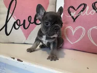Elliott , a male French Bulldog for sale in Warrenton, MO – Photo 7 of 7