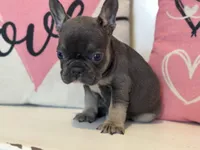 Elliott , a male French Bulldog for sale in Warrenton, MO – Photo 5 of 7