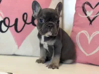 Elliott , a male French Bulldog for sale in Warrenton, MO – Photo 1 of 7