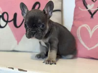 Elliott , a male French Bulldog for sale in Warrenton, MO – Photo 3 of 7