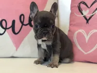 Elliott , a male French Bulldog for sale in Warrenton, MO – Photo 6 of 7