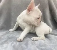 Powder, a female French Bulldog for sale in Warrenton, MO – Photo 7 of 10