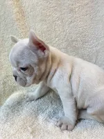 Powder, a female French Bulldog for sale in Warrenton, MO – Photo 8 of 10