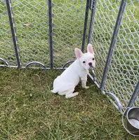 Powder, a female French Bulldog for sale in Warrenton, MO – Photo 5 of 10