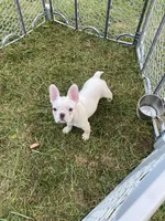 Powder, a female French Bulldog for sale in Warrenton, MO – Photo 6 of 10