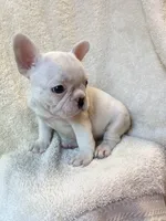 Powder, a female French Bulldog for sale in Warrenton, MO – Photo 9 of 10