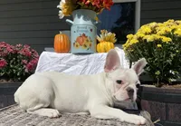 Powder, a female French Bulldog for sale in Warrenton, MO – Photo 1 of 10