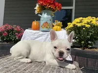 Powder, a female French Bulldog for sale in Warrenton, MO – Photo 4 of 10