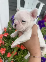 Powder, a female French Bulldog for sale in Warrenton, MO – Photo 10 of 10