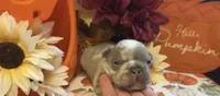 Tank, a male French Bulldog for sale in Warrenton, MO – 7 of 10