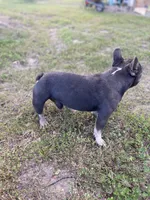 Rocket, a male French Bulldog for sale in Warrenton, MO – Photo 9 of 9