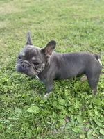 Rocket, a male French Bulldog for sale in Warrenton, MO – Photo 5 of 9