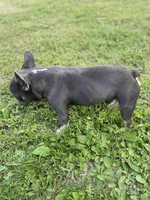 Rocket, a male French Bulldog for sale in Warrenton, MO – Photo 6 of 9