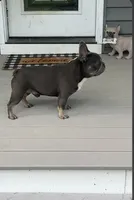 Rocket, a male French Bulldog for sale in Warrenton, MO – Photo 1 of 9