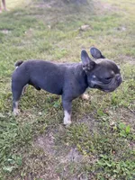 Rocket, a male French Bulldog for sale in Warrenton, MO – Photo 7 of 9