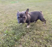 Rocket, a male French Bulldog for sale in Warrenton, MO – Photo 8 of 9