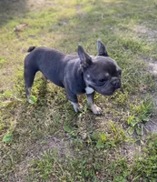 Rocket, a male French Bulldog for sale in Warrenton, MO – Photo 4 of 9