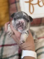 Hazel , a female French Bulldog for sale in Warrenton, MO – 1 of 7