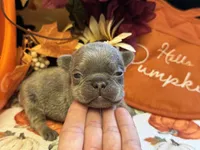 Peanut, a male French Bulldog for sale in Warrenton, MO – 1 of 7
