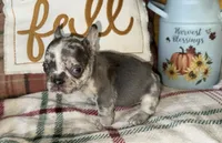 Pumpkin, a male French Bulldog for sale in Warrenton, MO – 10 of 10