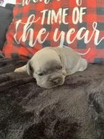 Dopey, a male French Bulldog for sale in Warrenton, MO – Photo 8 of 10