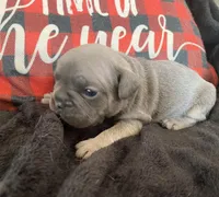 Dopey, a male French Bulldog for sale in Warrenton, MO – Photo 6 of 10